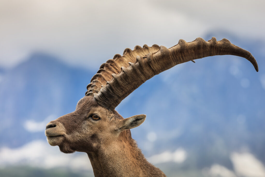 Closeup male Alpine ibex (Capra ibex) in the mountains of the Alps. Mont Blanc, France