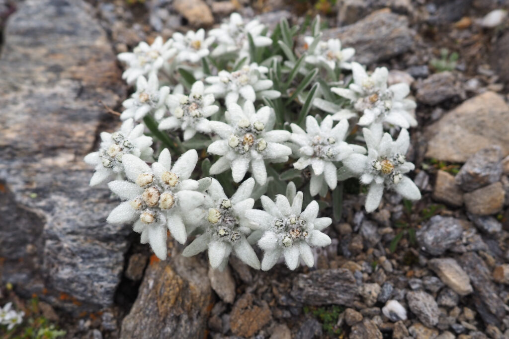 Beautiful white Edelweiss (leontopodium alpinum), endangered flower and symbol of the alps, in natural environment of Grossglockner, Austria