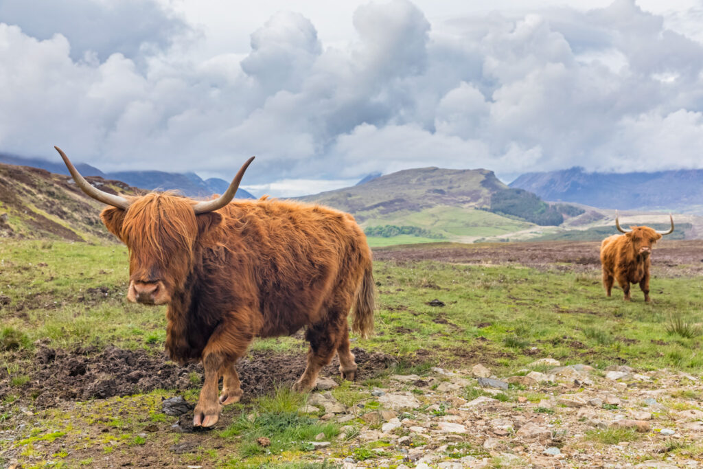 Great Britain, Scotland, Scottish Highlands, Highland Cattles