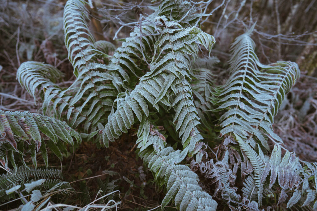 Fern leaves covered with frost at Buachaille Etive Mor