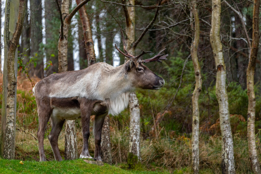 The Reindeer (Rangifer tarandus), also known as the Caribou in North America. Native to Arctic, subarctic, tundra, boreal, and mountainous regions of northern Europe, Siberia, and North America.  One of  Britain's only herd of reindeer photographed in the Cairngorm Mountains. They now roam the high Cairngorms, after being reintroduced in 1952 by a Swedish herdsman. The herd is now stable at around 150 individuals, some born in Scotland and some introduced from Sweden.